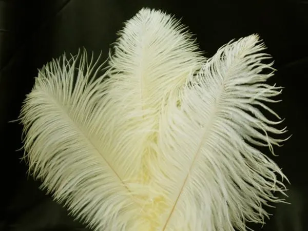 13"-15" Fabulous Natural Ostrich Feathers-12PCS - Ivory