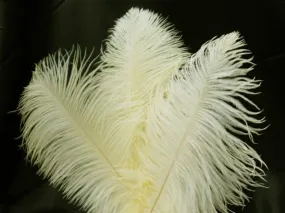 13"-15" Fabulous Natural Ostrich Feathers-12PCS - Ivory